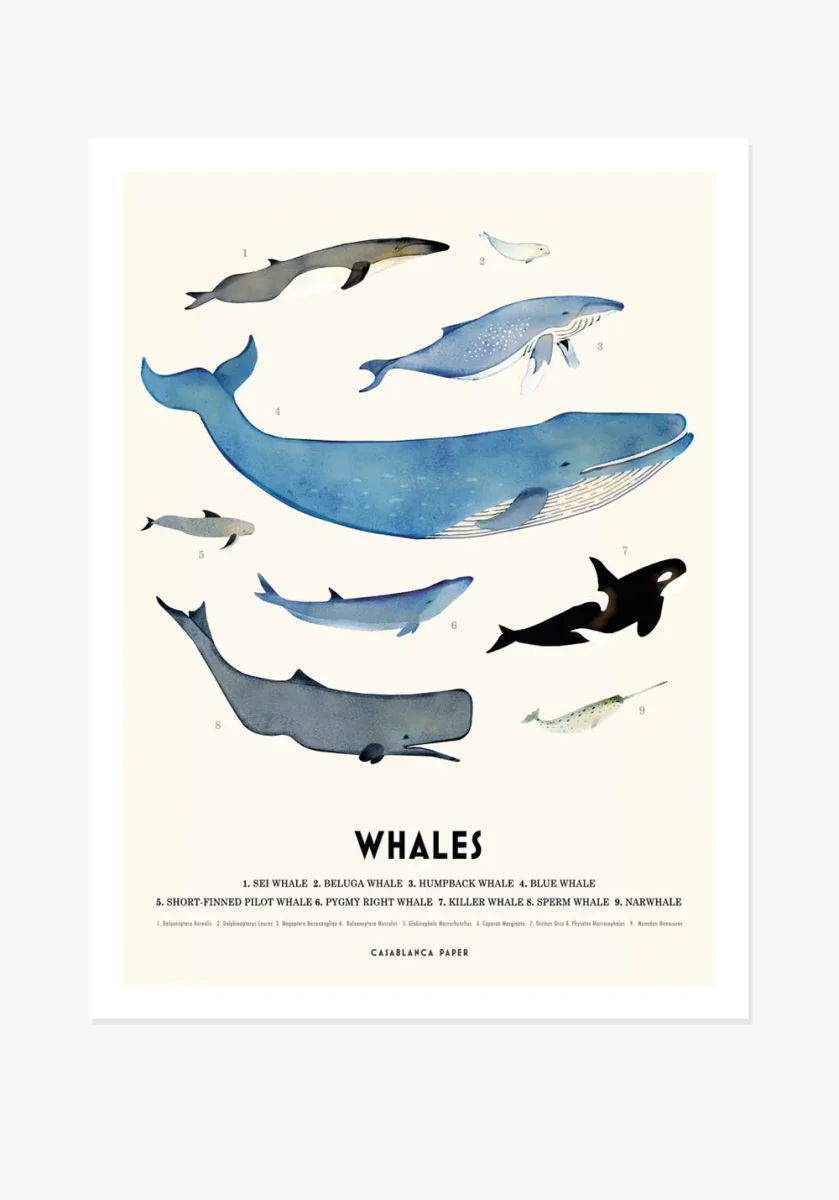 Poster, Casablanca Paper, Whales