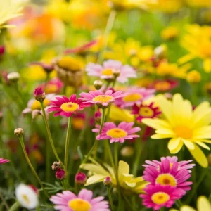 Äng med gula och lila blommor
