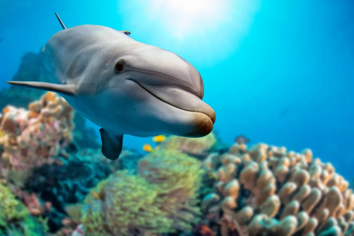 Delfin med koraller - Bild 2