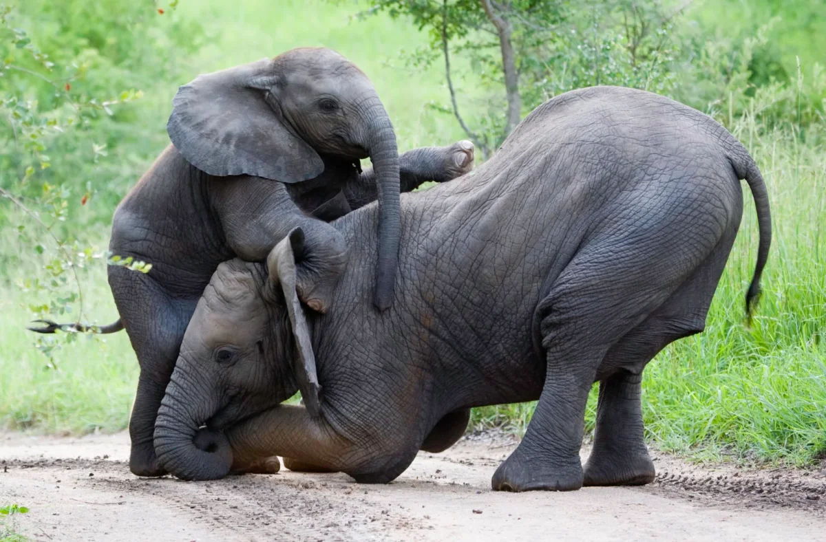 Elefant med ungar som leker