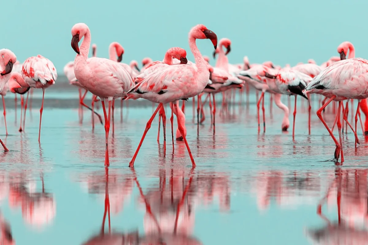 Flamingos med reflektion i vattnet
