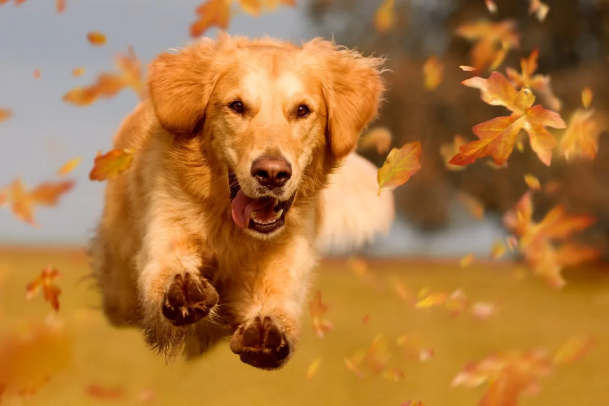 Golden retriever hoppar