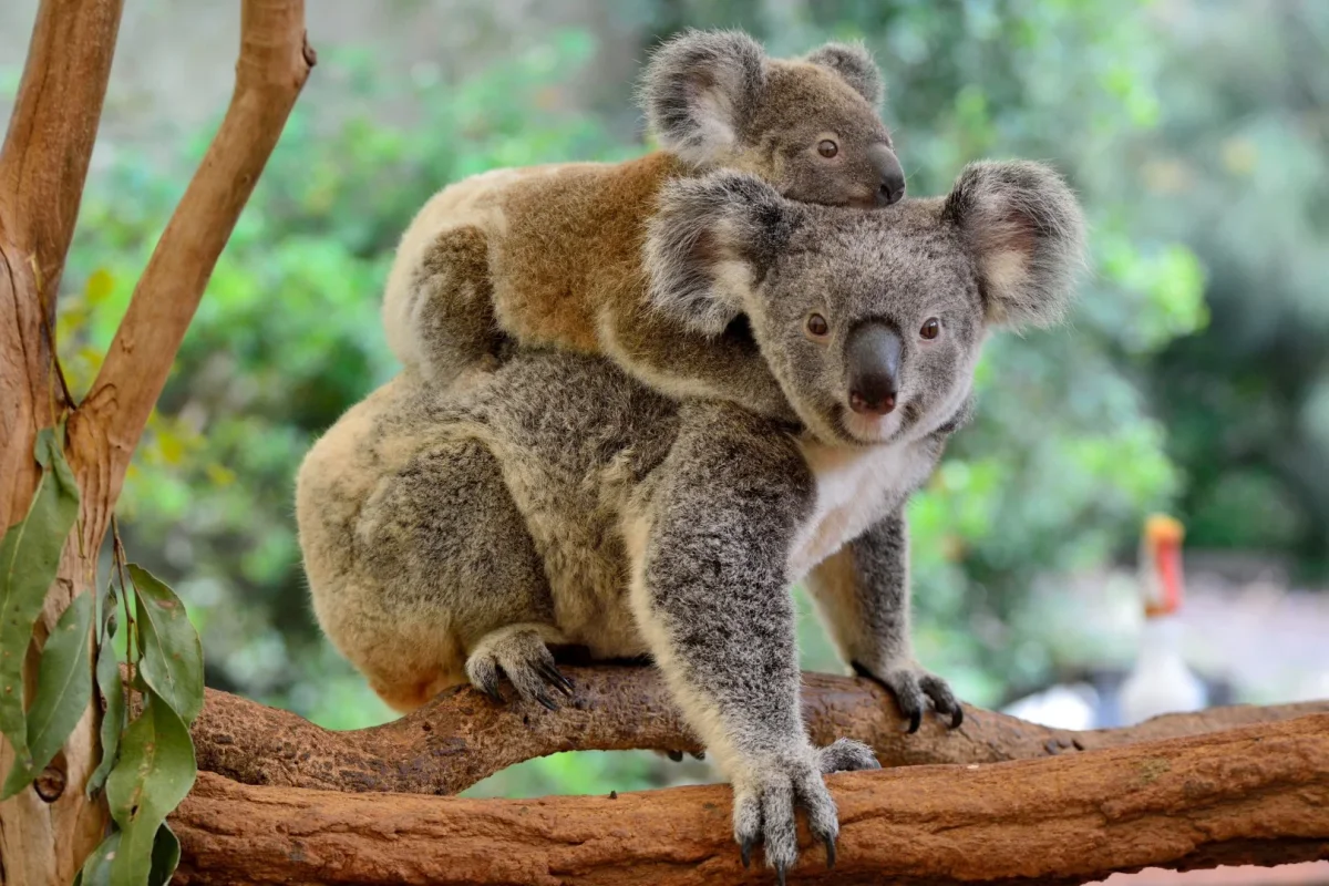 Koala med ungar på gren
