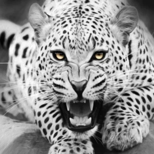 Attackerande leopard