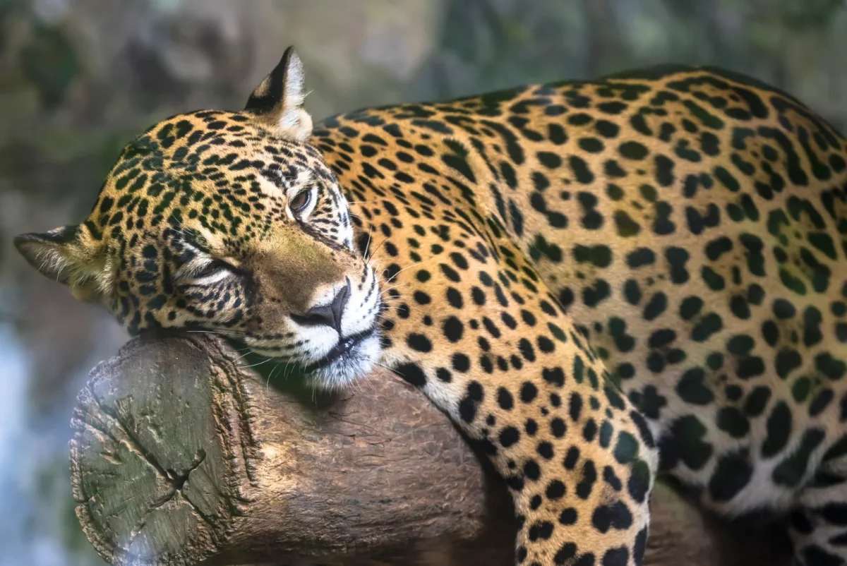 Sova leopard på trädstam