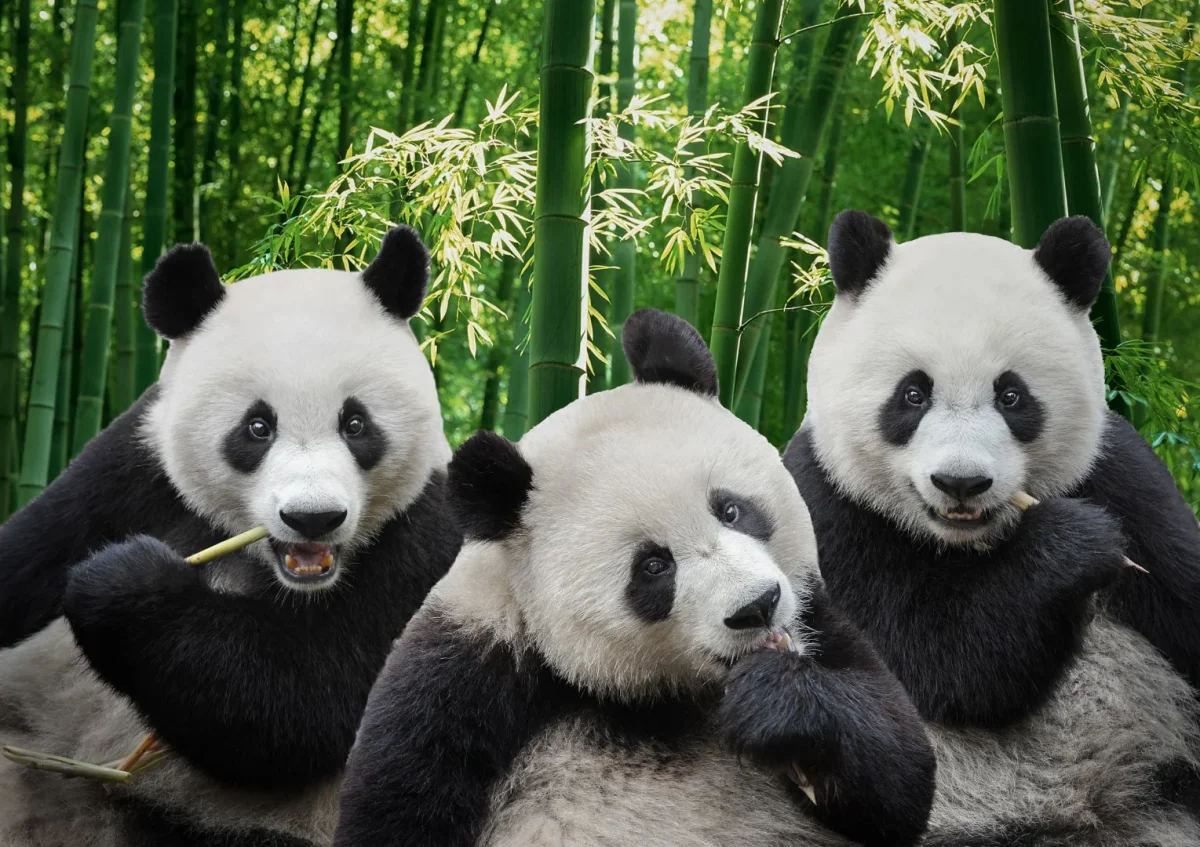 Bambu som äter pandor