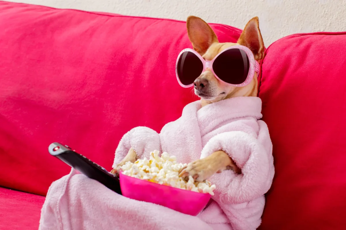Hund som äter popcorn