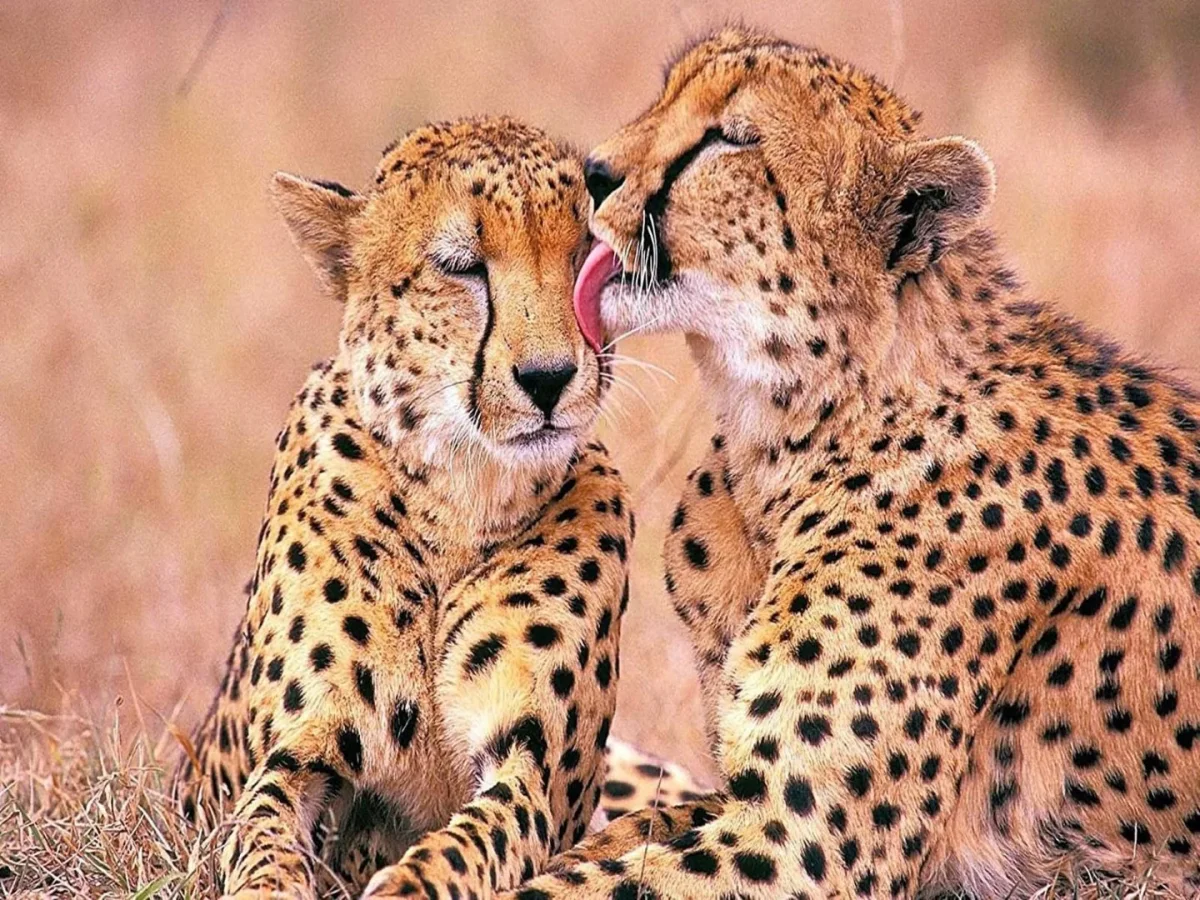 Cheetah tvättar unga - Bild 2