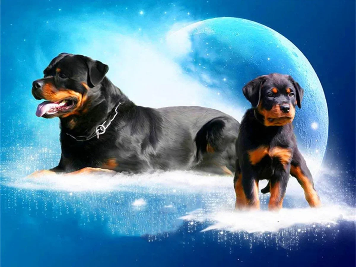 Rottweilers i månskenet - Bild 2