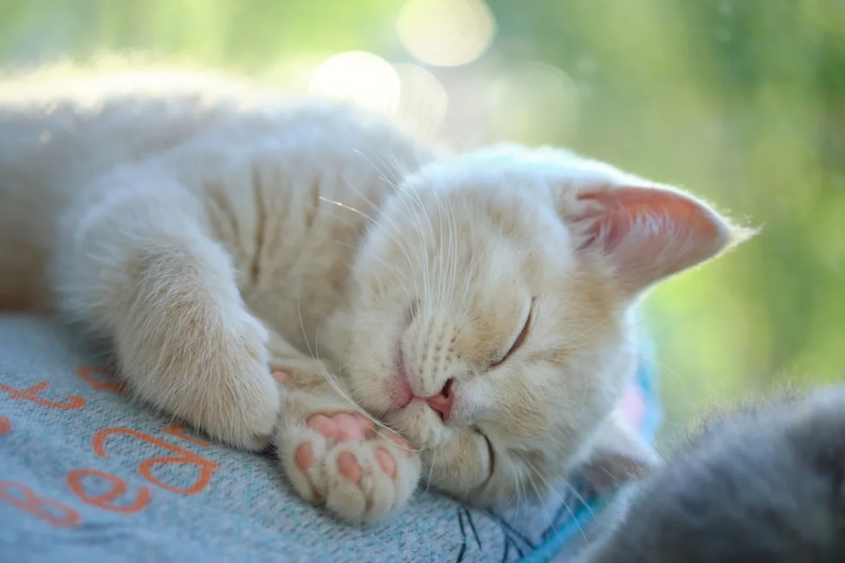 Sovande gyllene kattunge - Bild 2