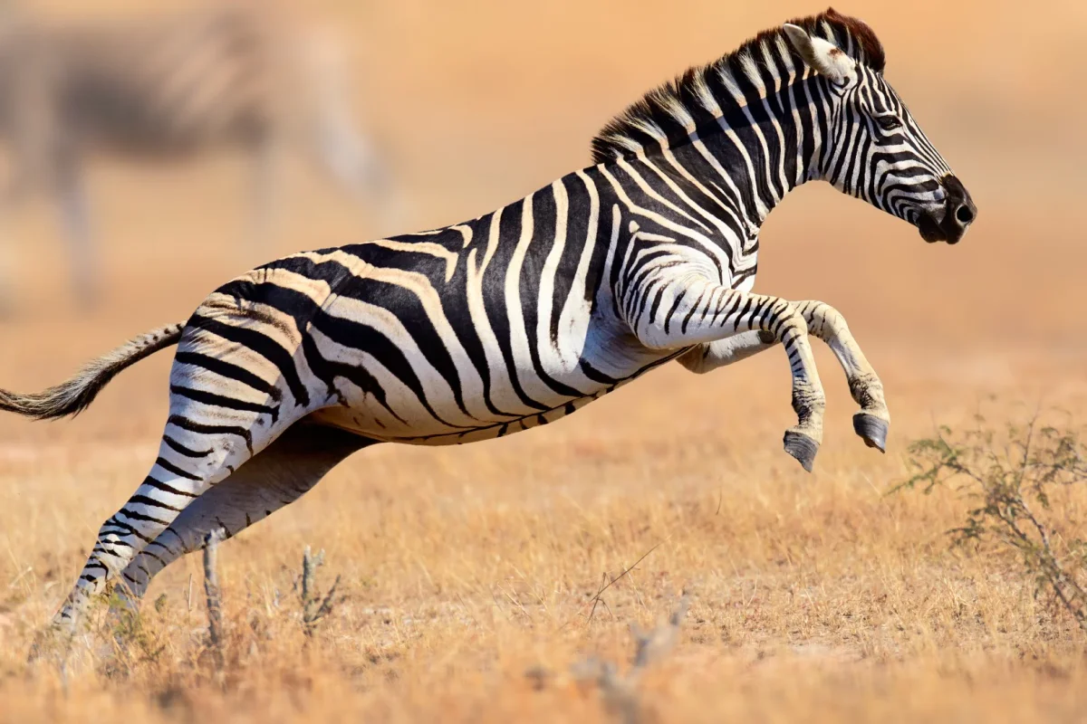 Zebra på språng - Bild 2