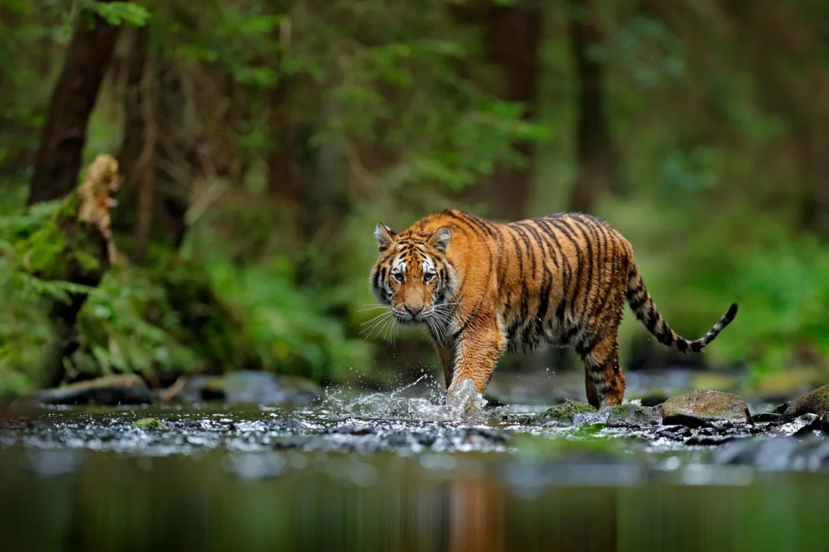 Tiger vid bäcken - Bild 2