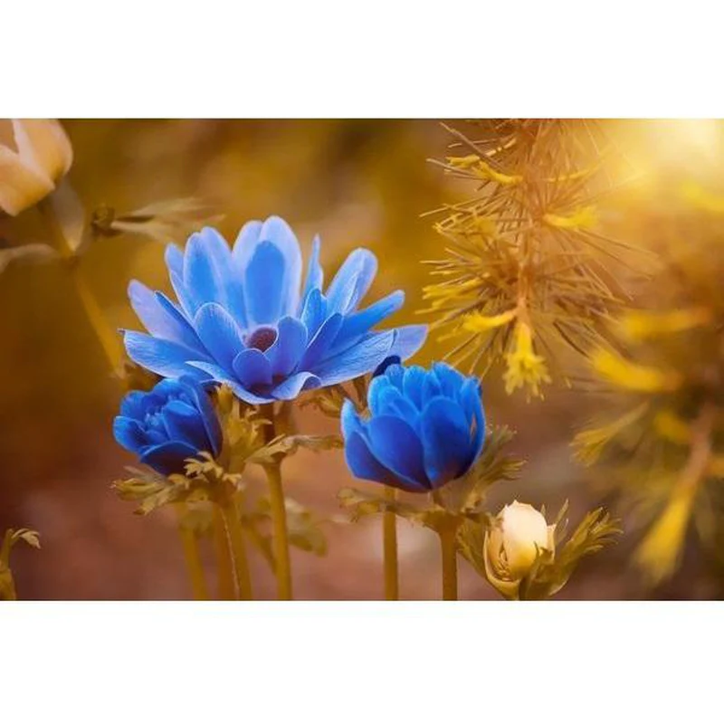 Blå blommor